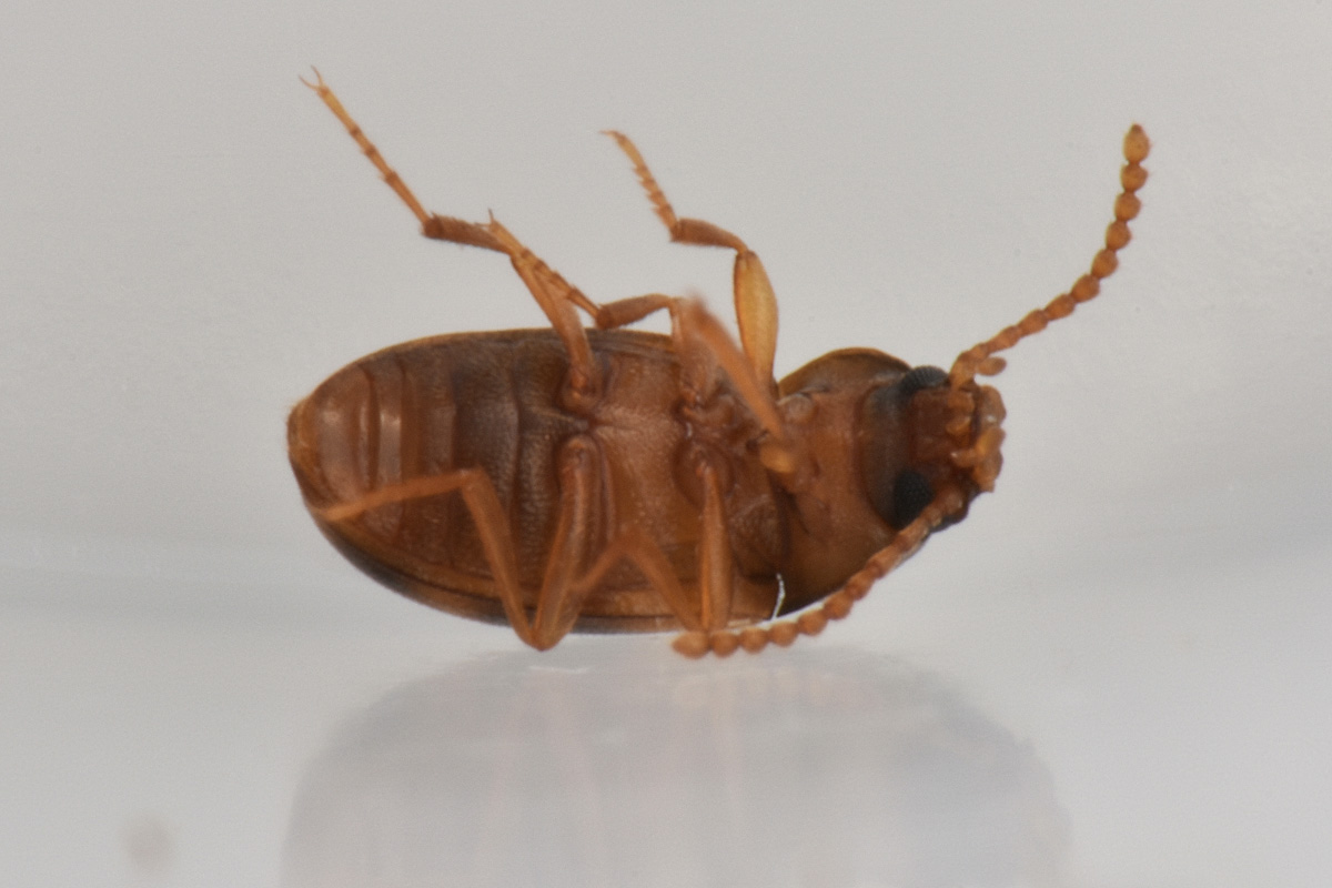 Tenebrionidae: Alphitophagus bifasciatus? S.